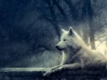 white-wolf-background-yorkshire_rose-22219235-1600-1200.jpg